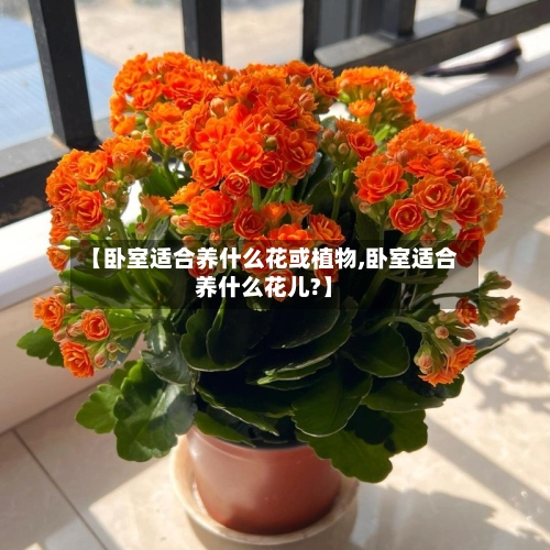 【卧室适合养什么花或植物,卧室适合养什么花儿?】-第1张图片