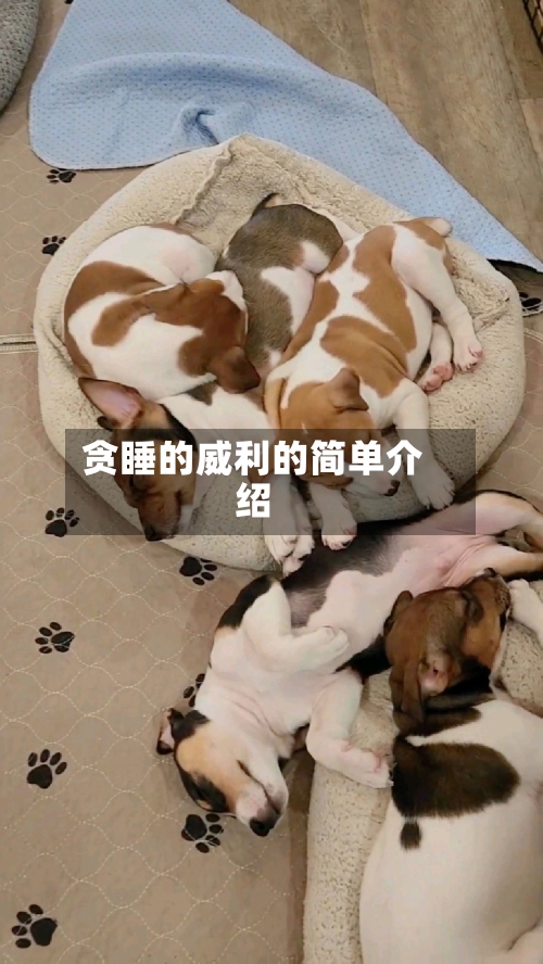 贪睡的威利的简单介绍-第2张图片