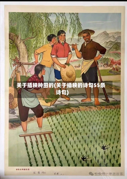 关于插秧种田的(关于插秧的诗句55条诗句)-第2张图片